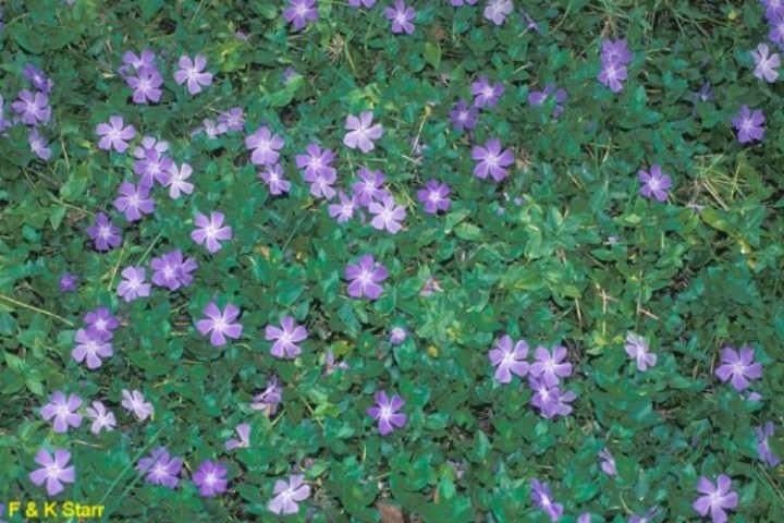 Vinca major / Vinca major