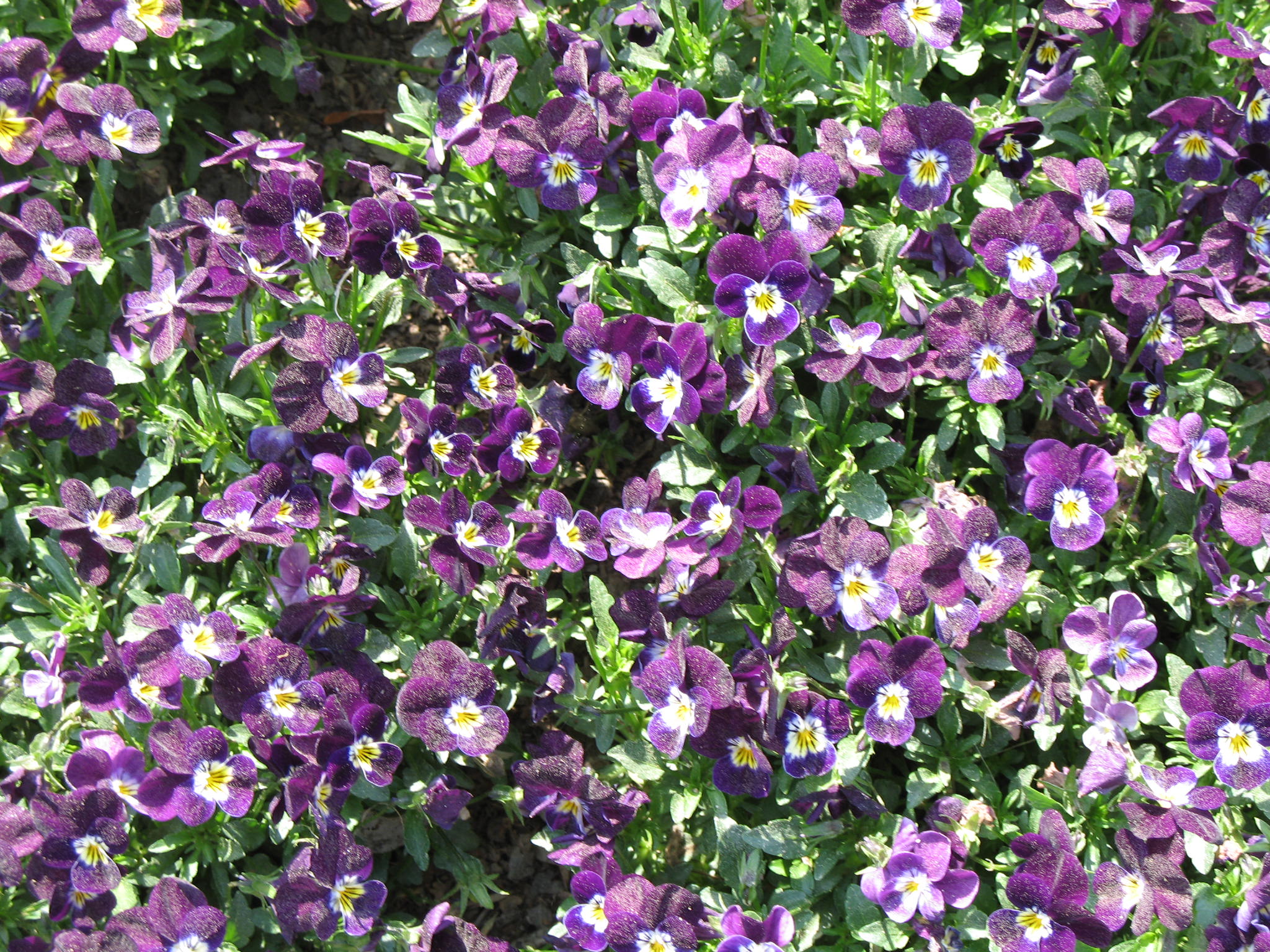 Viola 'Sorbet Blackberry Cream'  / Violets