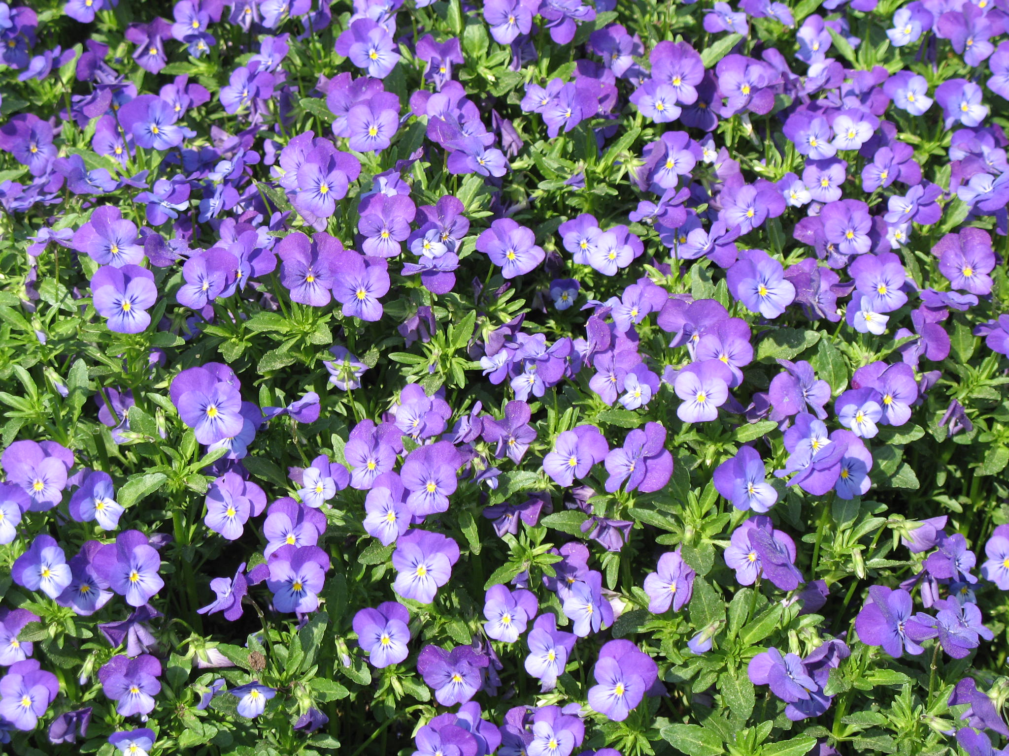 Viola 'Sorbet Blue Heaven'  / Violets