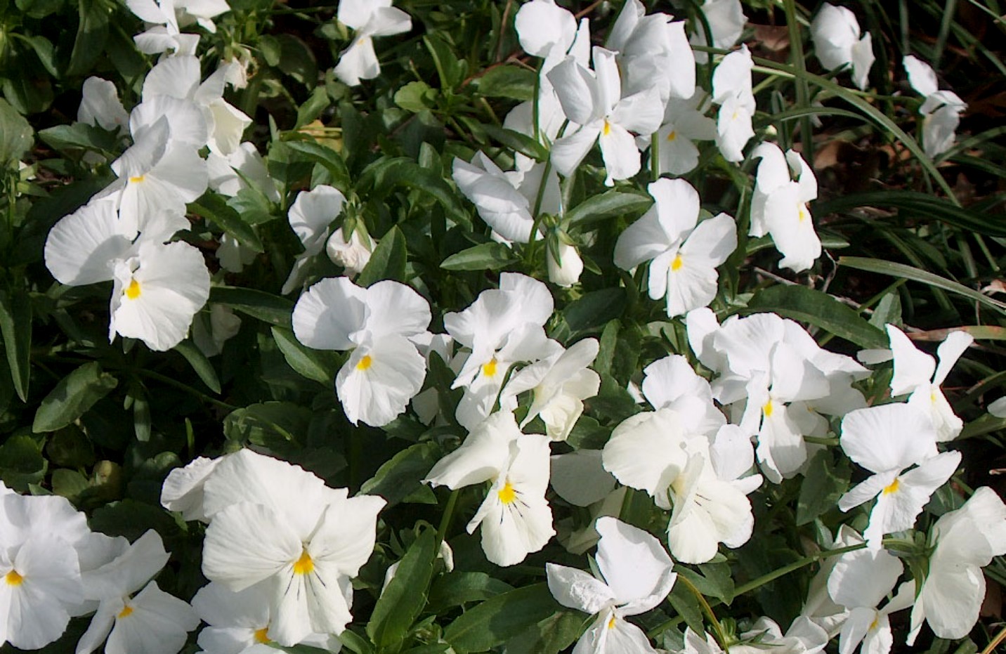 Viola cornuta / Viola cornuta