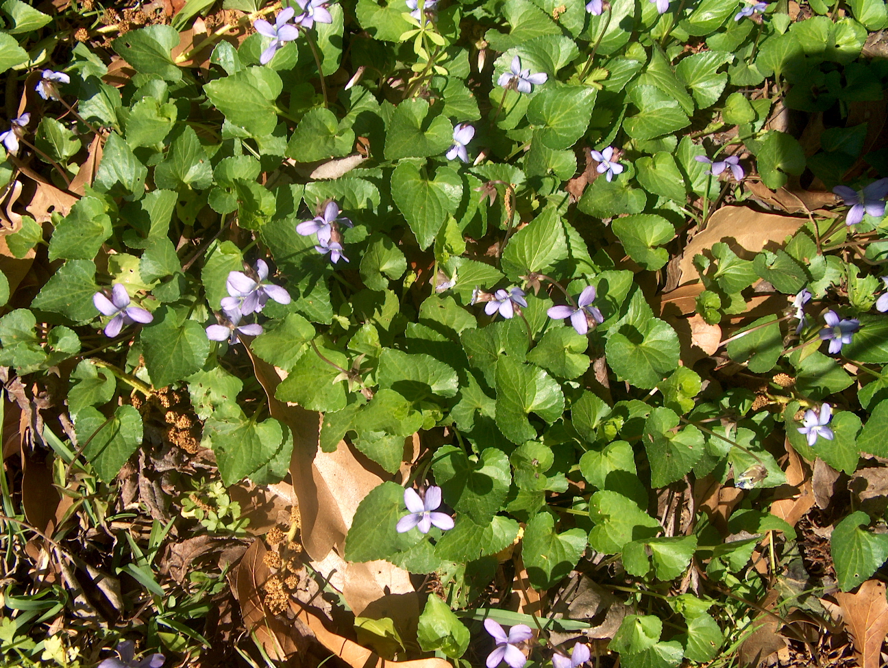 Viola langloisii / Langlois' Violet