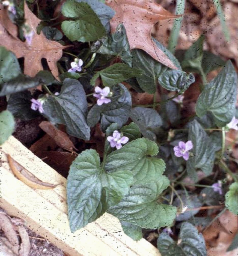 Viola odorata / Garden Violet