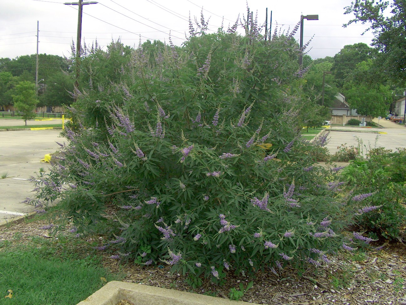 Vitex agnus-castus  / Vitex agnus-castus 