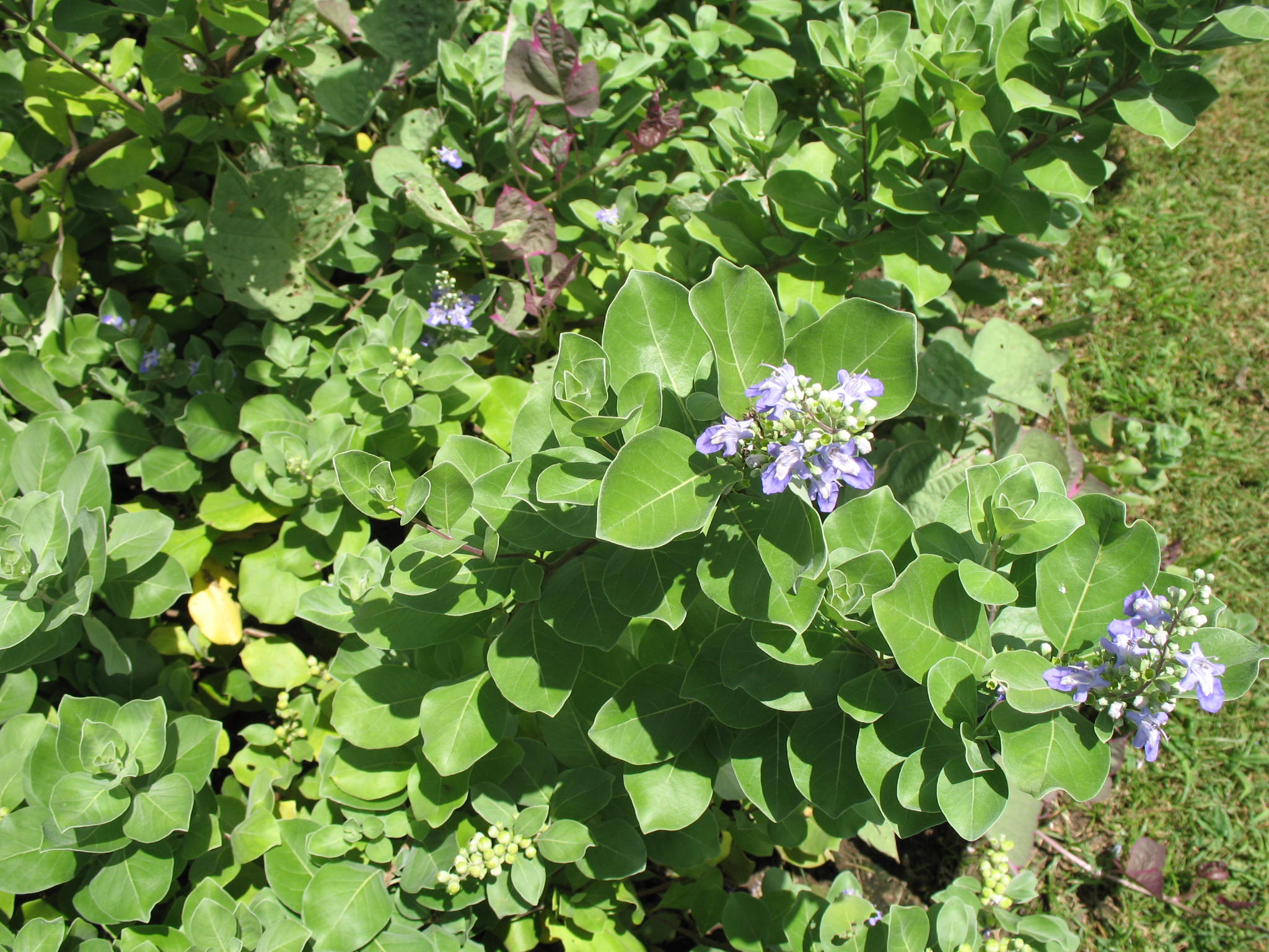 Vitex rotundifolia   / Beach Vitex