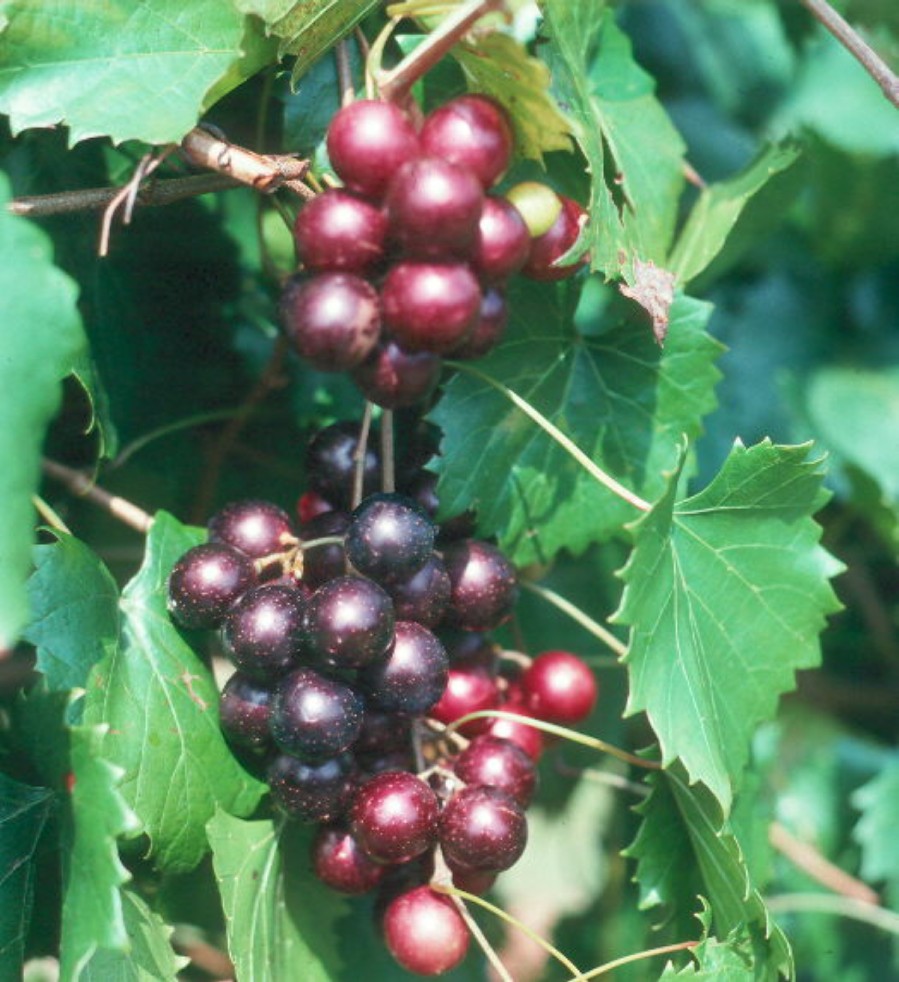 Vitis rotundifolia  / Southern Muscadine