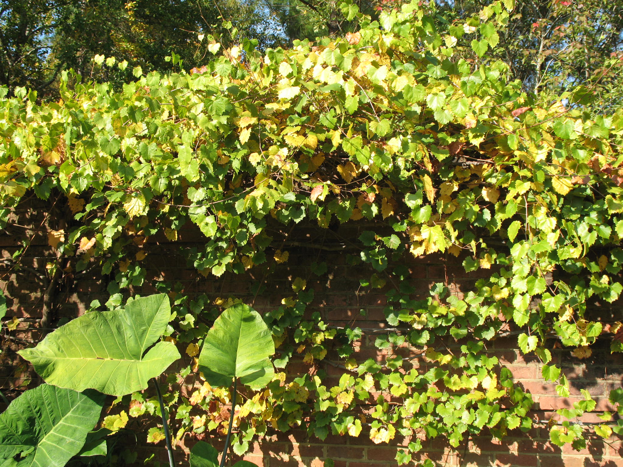 Vitis species  / Grape