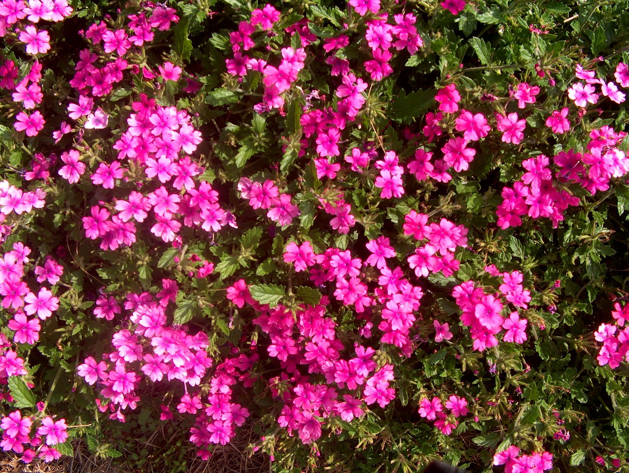 Verbena 'Superbena Pink Shades' / Superbena Pink Shades Verbena