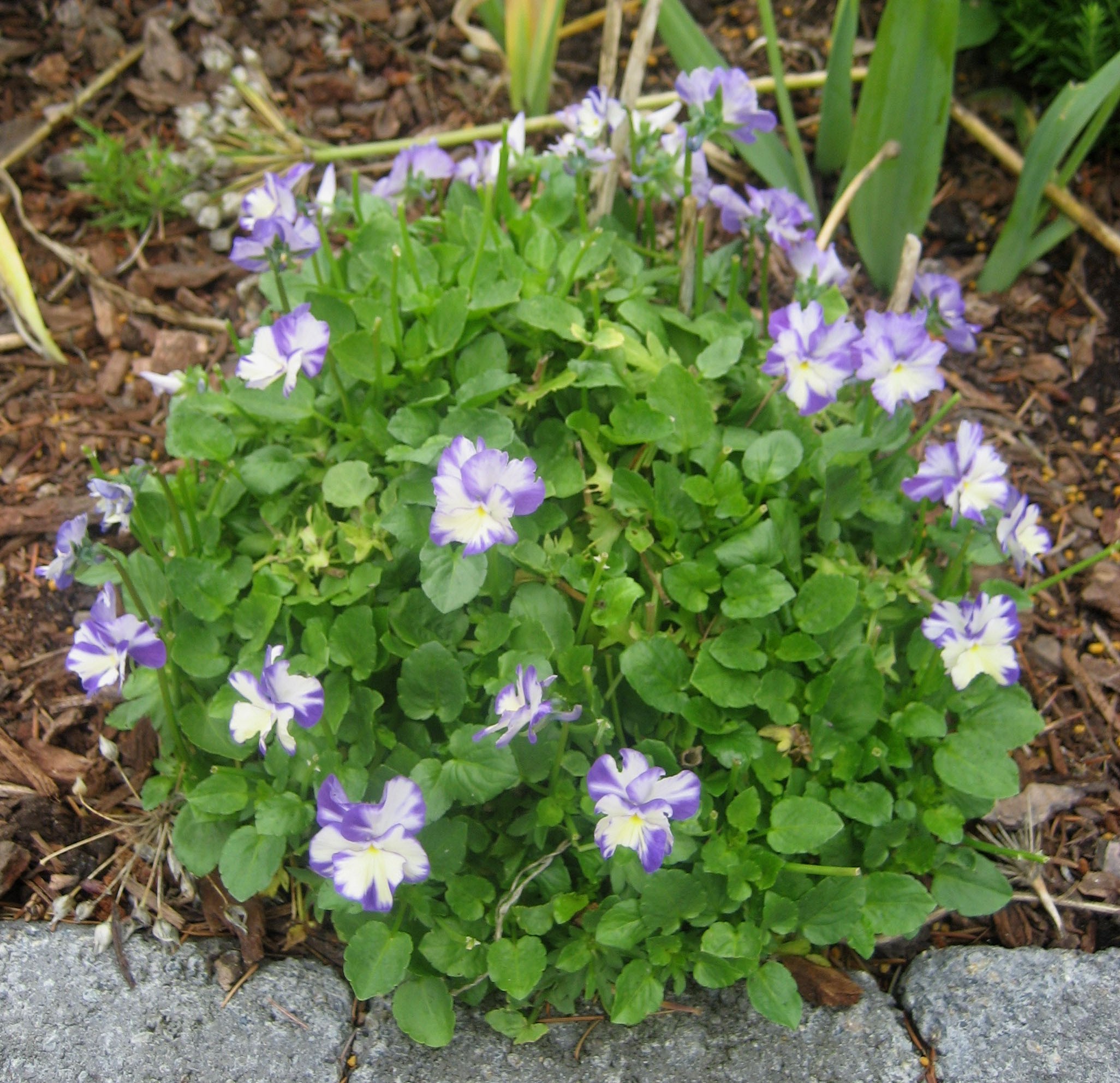 Viola 'Rebecca' / Viola 'Rebecca'