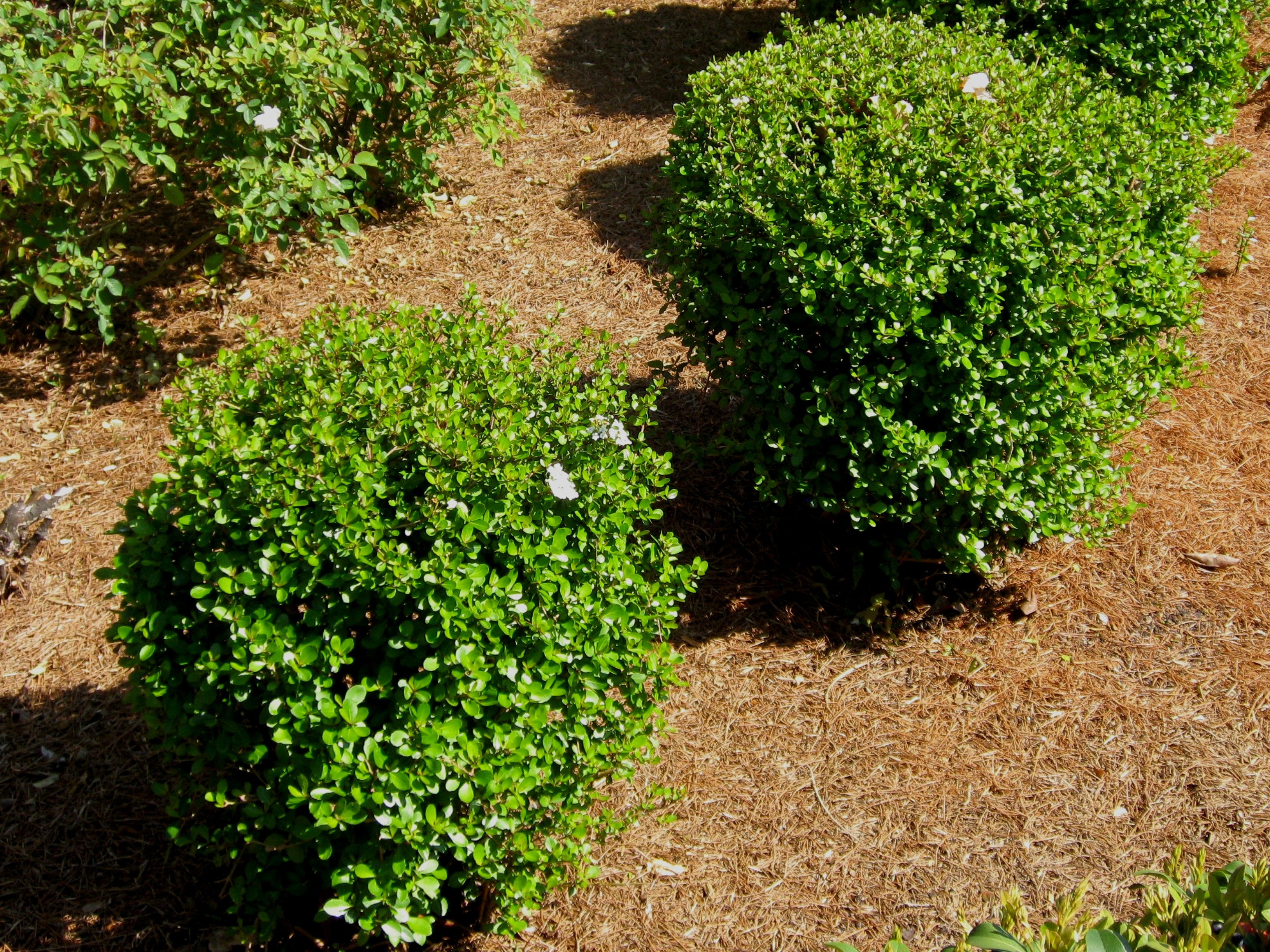 Viburnum obovatum 'Densa' / Viburnum obovatum 'Densa'