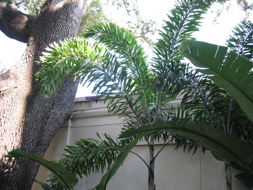 Foxtail Palm Babies, Wodyetia Bifurcata, 9 Tall From Soil in Grow