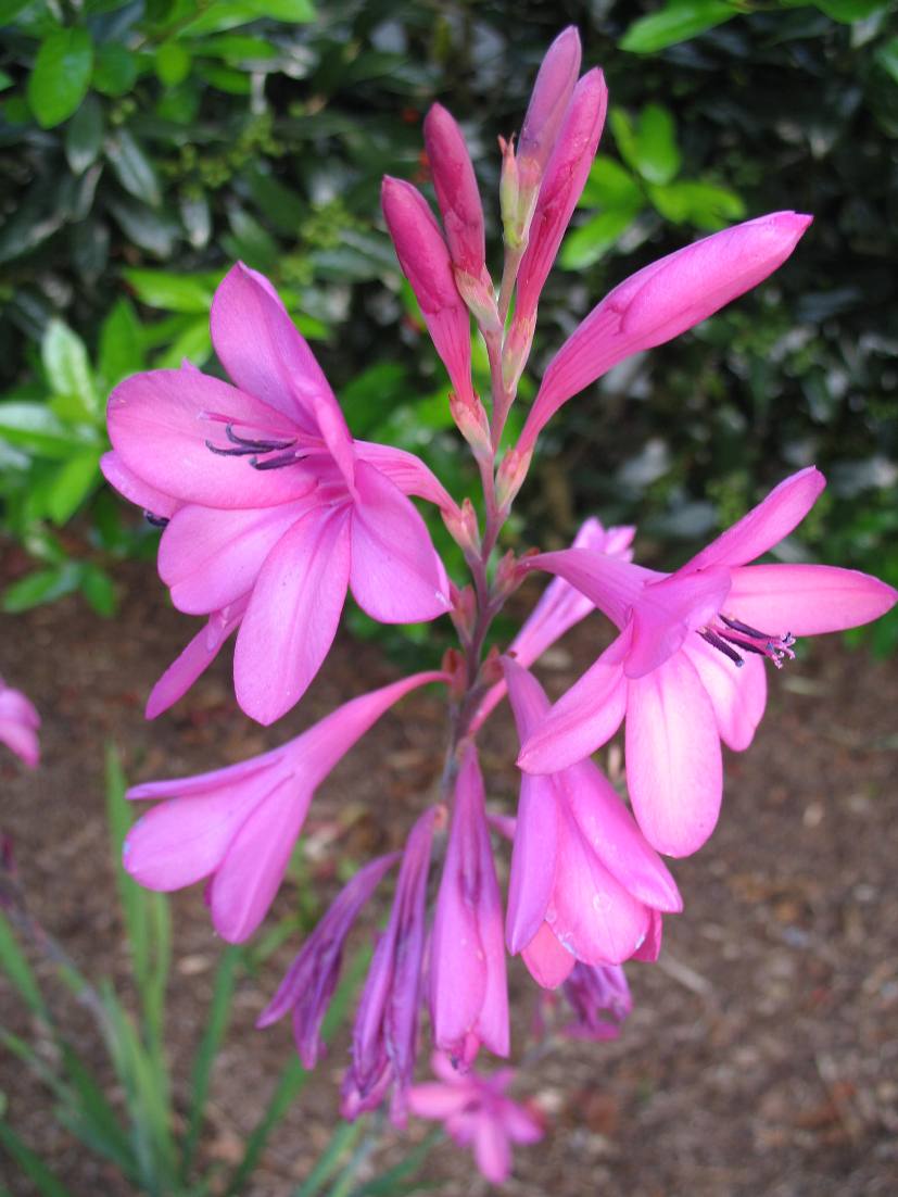 Watsonia species / Watsonia