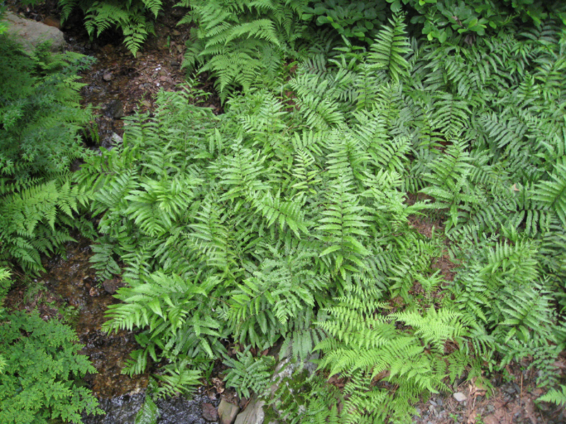 Woodwardia virginica   / Virginia Chain Fern