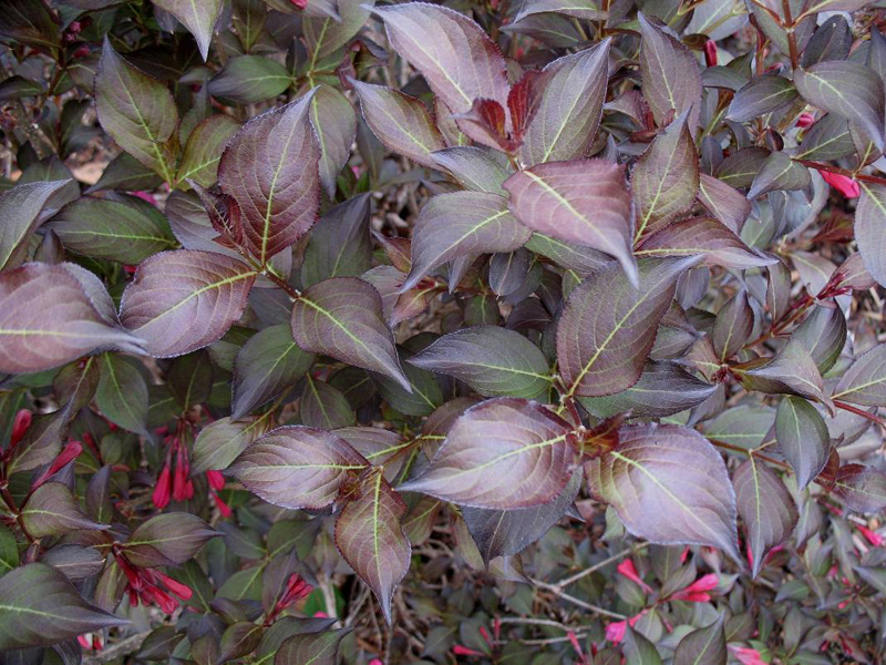 Weigela floribunda 'Alexandra' / Weigela floribunda 'Alexandra'