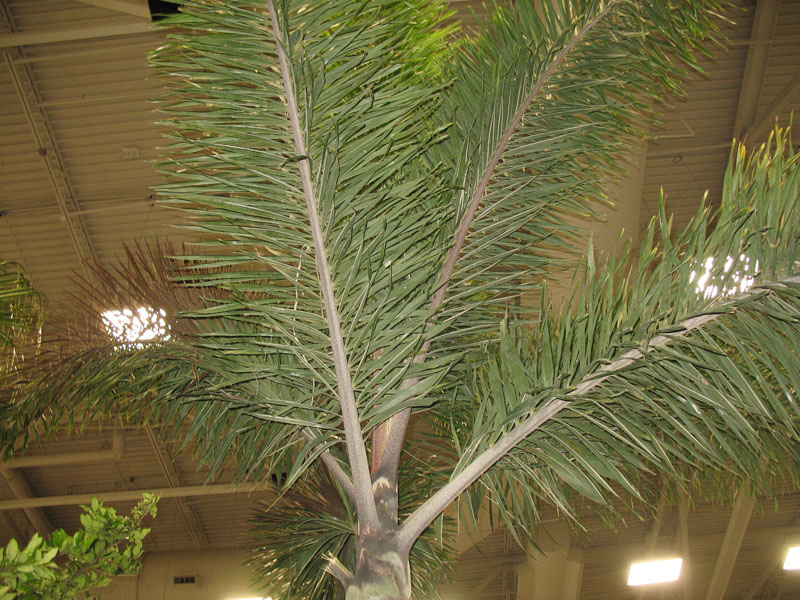 Wodyetia bifurcata   / Foxtail or Wodyetia Palm