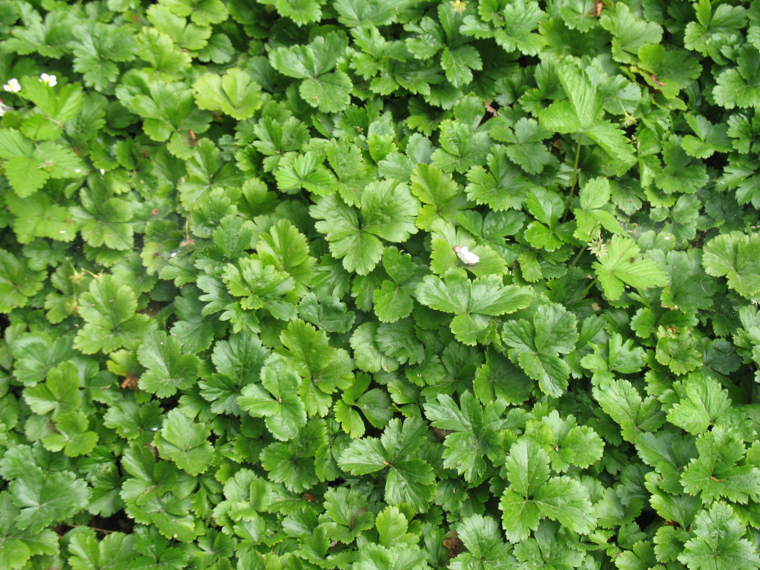 Waldsteinia ternata / Waldsteinia, Barren Strawberry