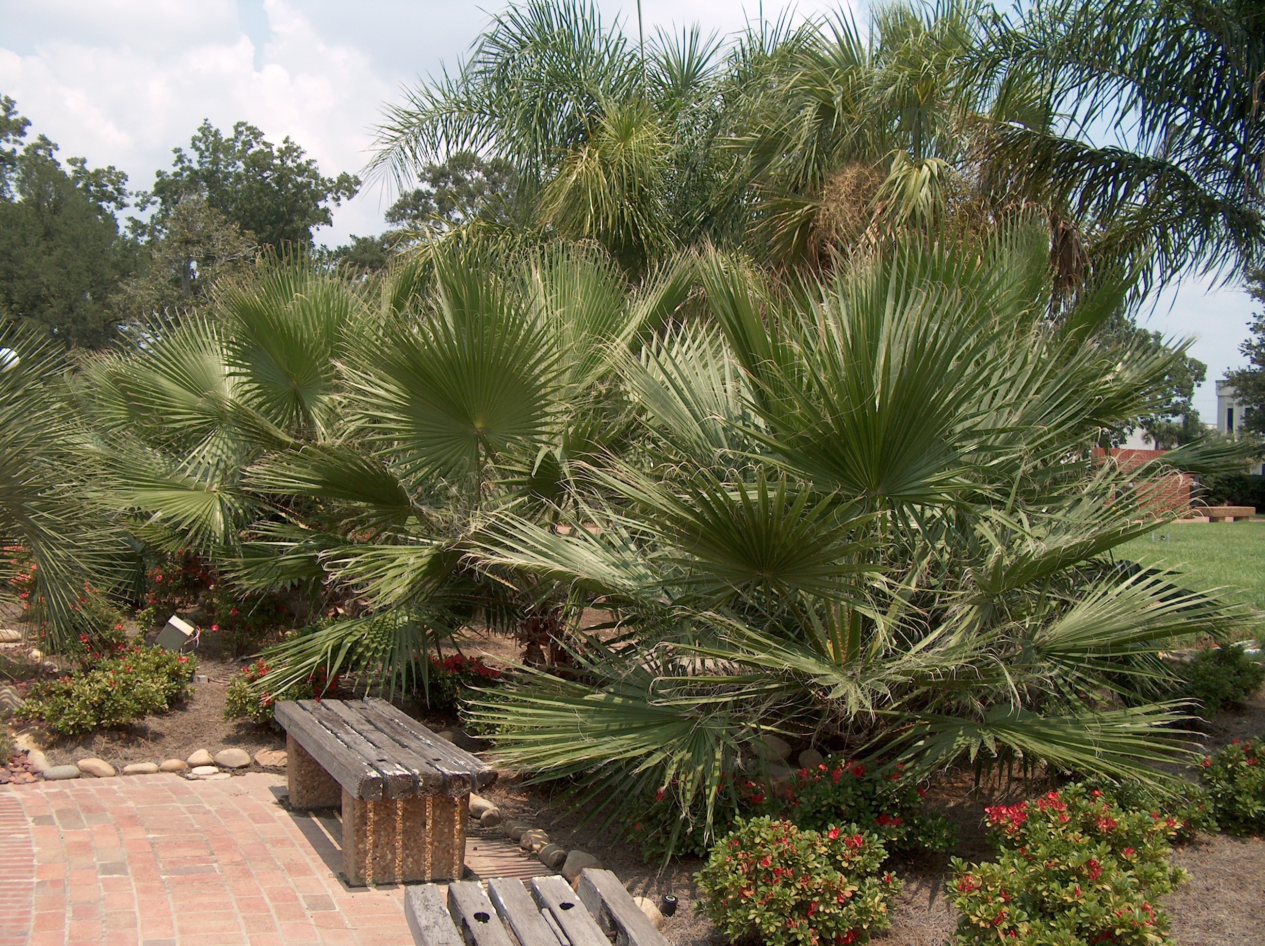 Washingtonia filifera  / California Fan Palm