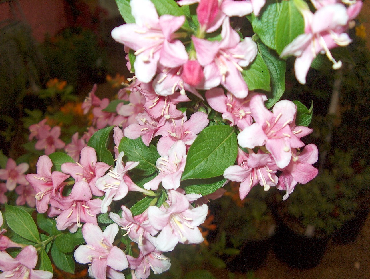 Weigela floribunda 'Red Bud'  / Red Bud Weigela