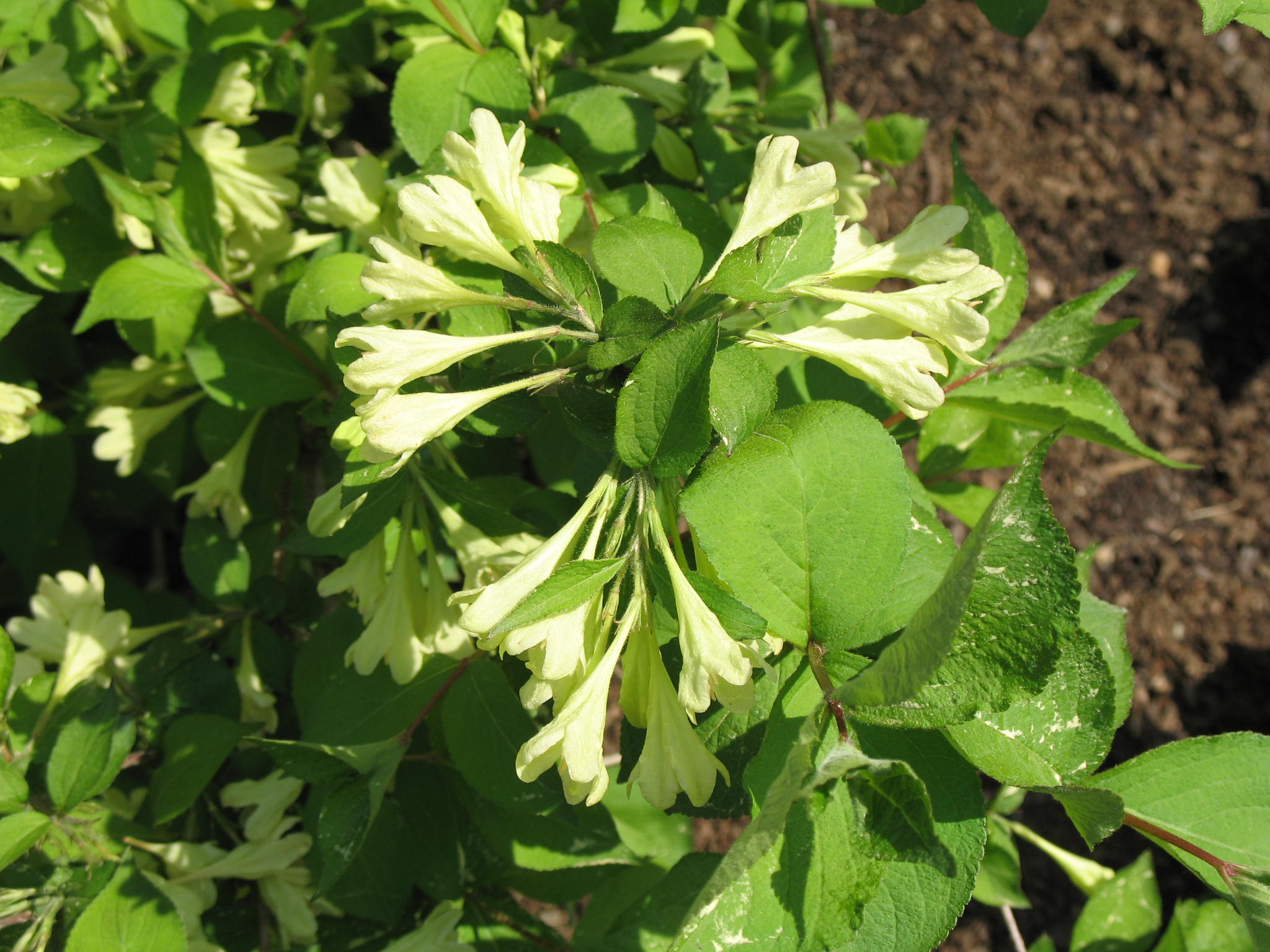 Weigela subsessilis 'Canary'  / Canary Weigela