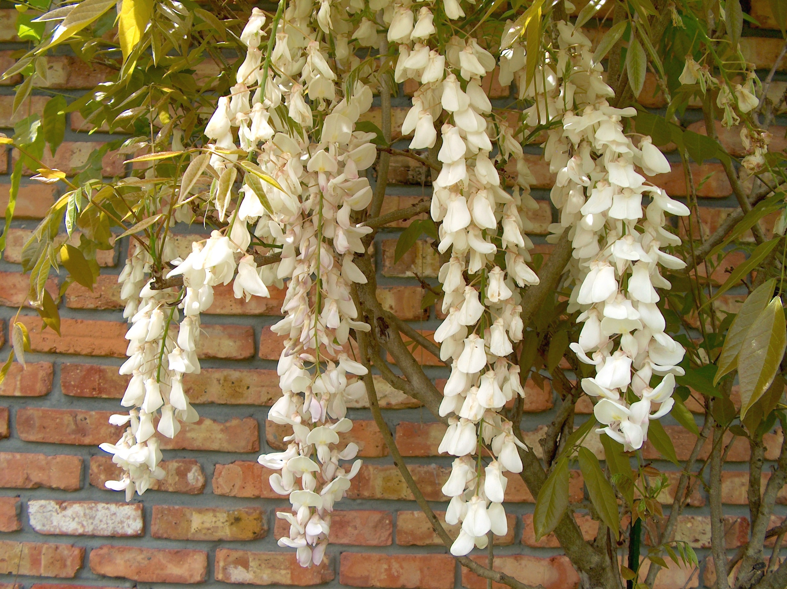 Wisteria floribunda 'Alba'  / White Wisteria