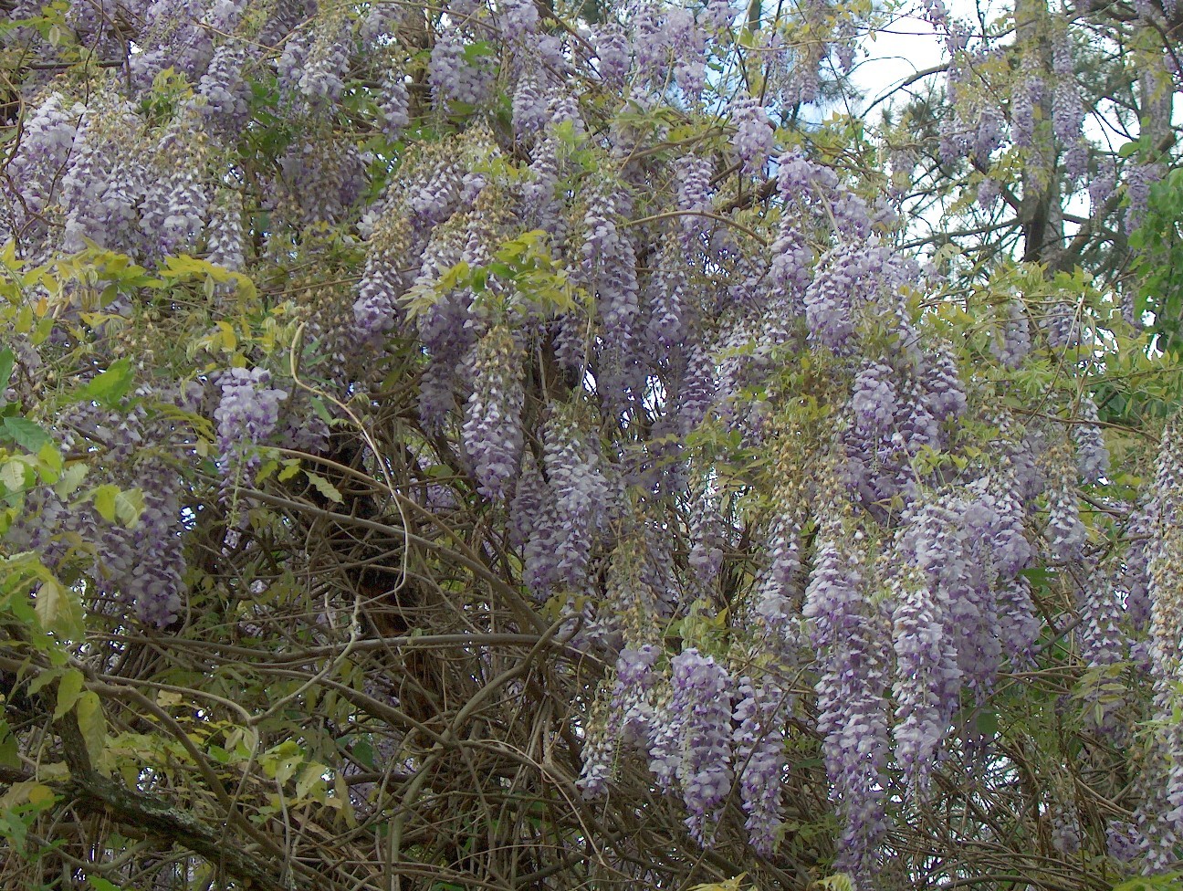 Wisteria floribunda  / Wisteria