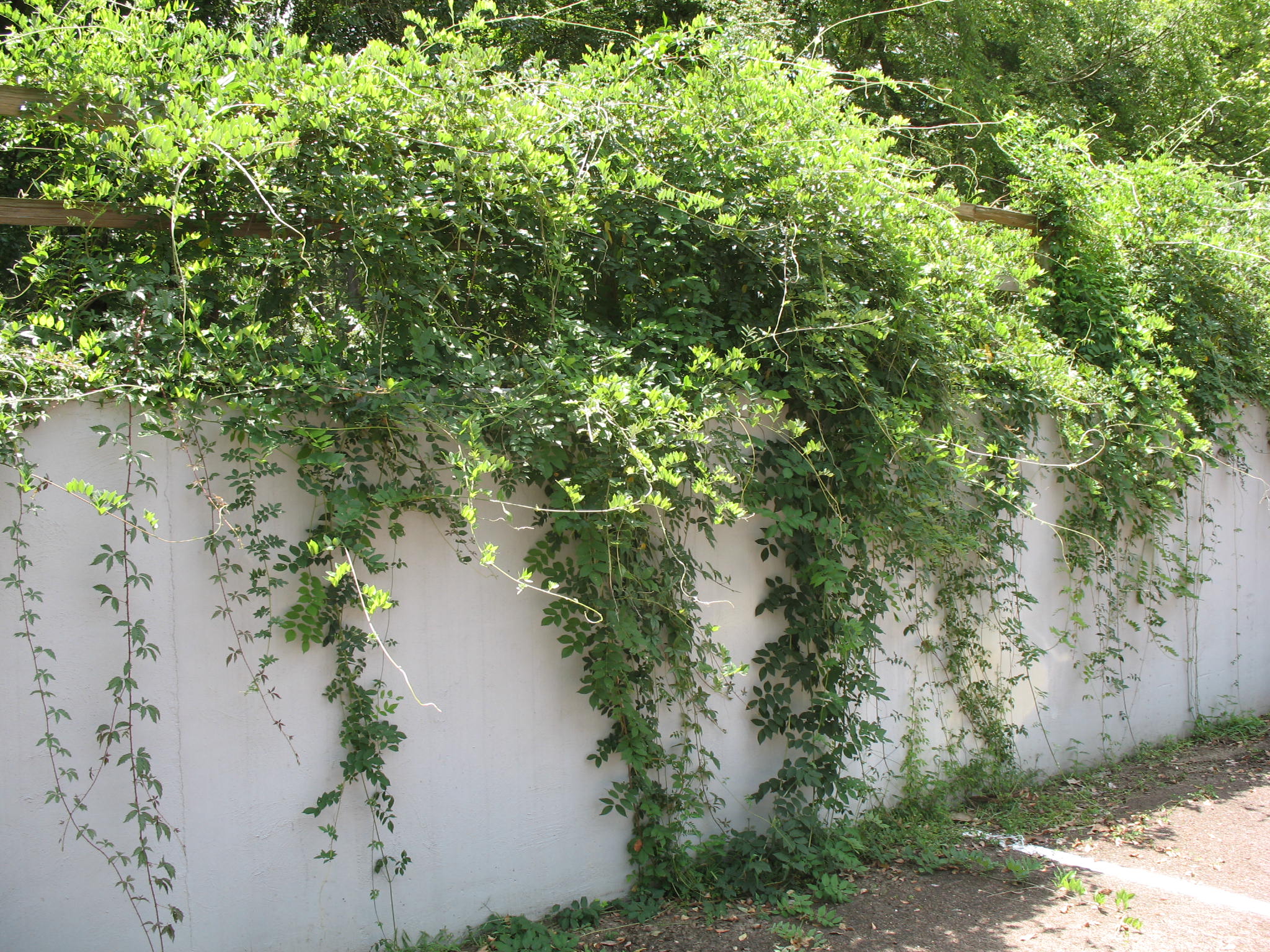 Online Plant Guide - Wisteria frutescens 'Dam B' / Dam B Wisteria