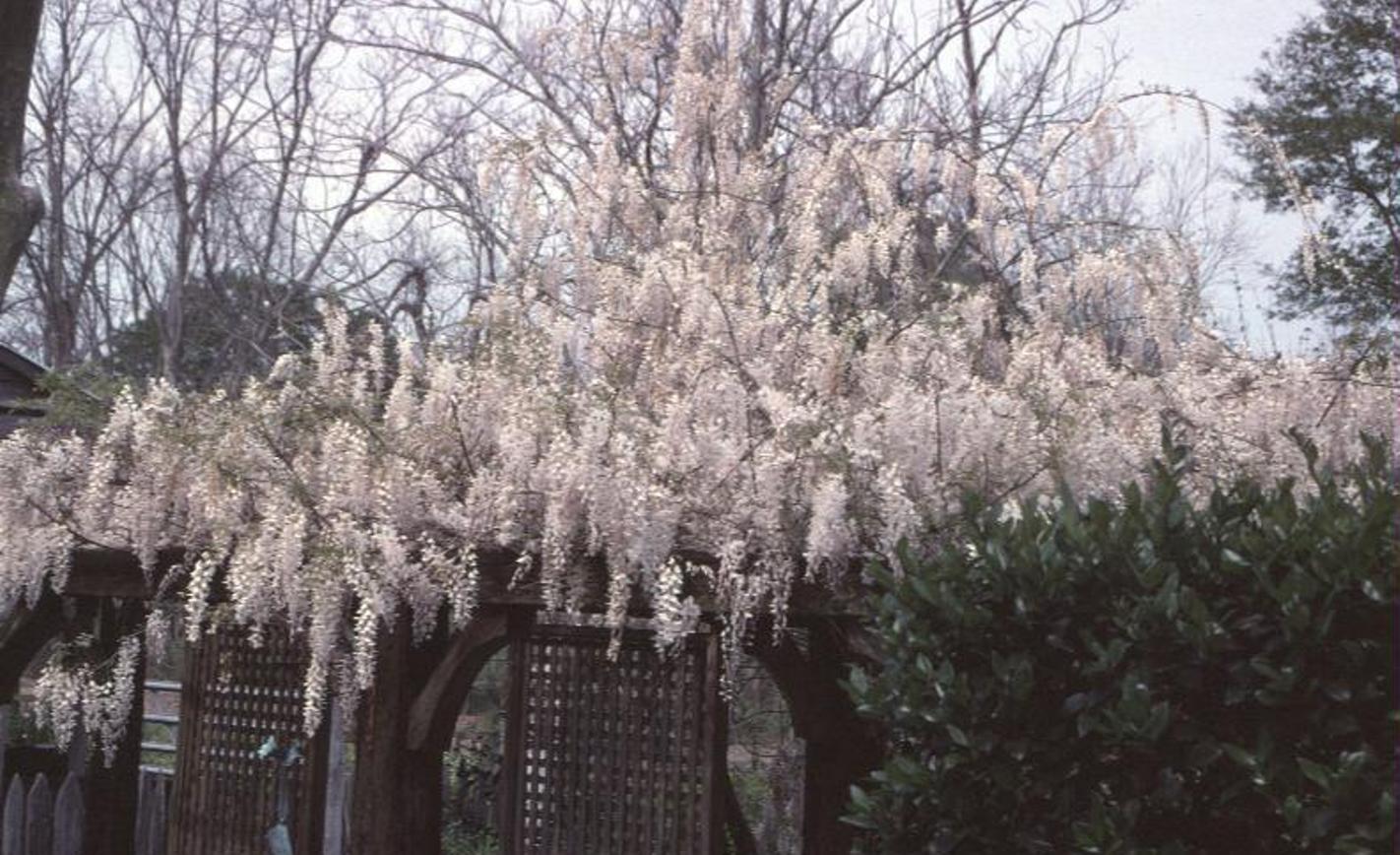 Wisteria sinensis 'Alba'  / White Wisteria