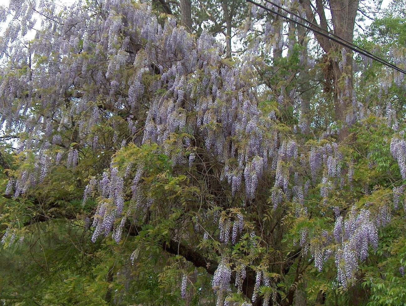 Wisteria sinensis  / Chinese Wisteria