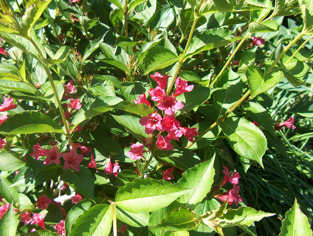 Weigela florida  / Weigela florida 