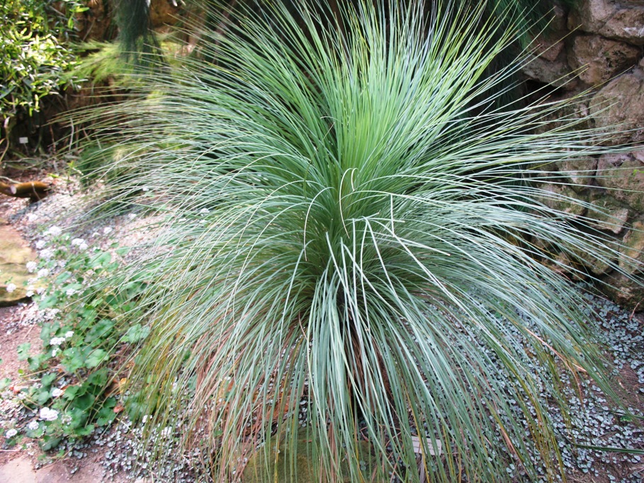 Xanthorrhoea quadrangulata  / Australian Grass Tree