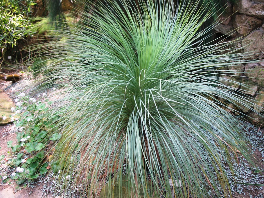 Xanthorrhoea quadrangulata  / Xanthorrhoea quadrangulata 