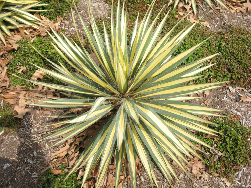 Yucca filamentosa 'Bright Edge' / Variegated Adam's Needle