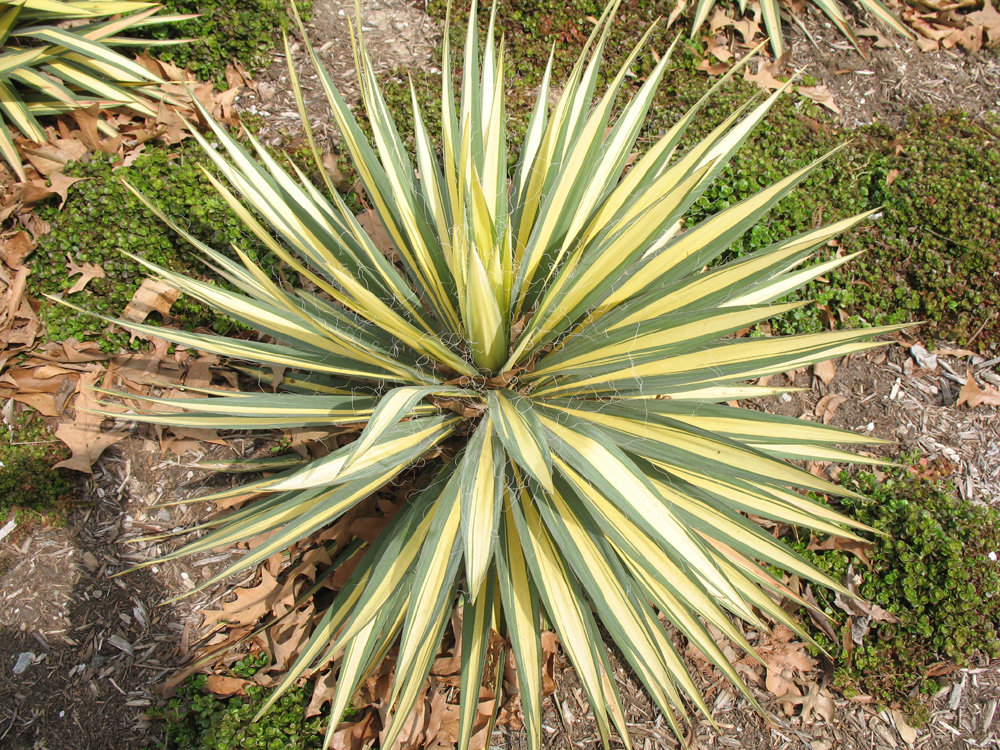 Yucca filamentosa 'Bright Edge' / Yucca filamentosa 'Bright Edge'