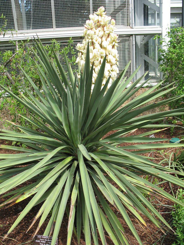 Yucca treculeana 'Don Quixote's Lace' / Don Quixote's Lace