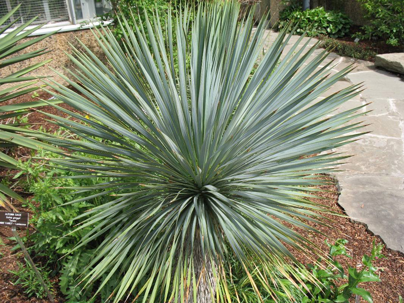 Yucca rostrata   / Yucca rostrata  