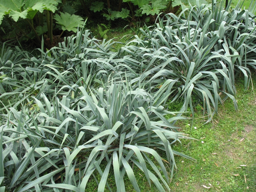 Yucca flaccida / Flaccid Leaf Yucca, Yucca