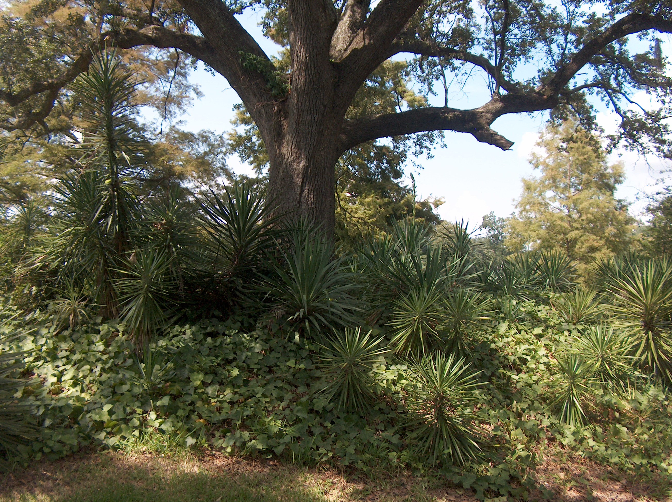 Yucca aloifolia 'Marginata'  / Yucca aloifolia 'Marginata' 