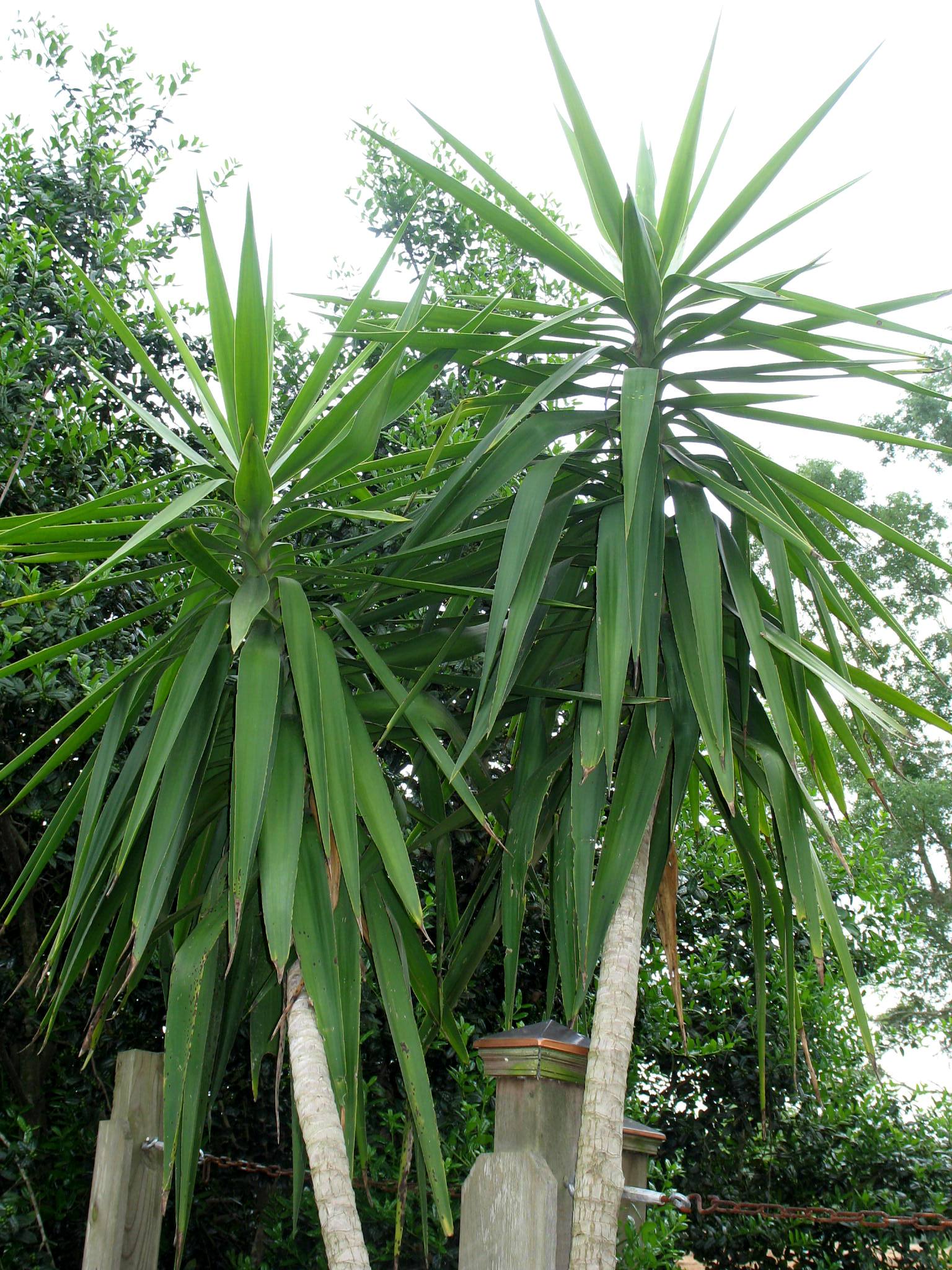 Yucca elephantipes / Yucca elephantipes