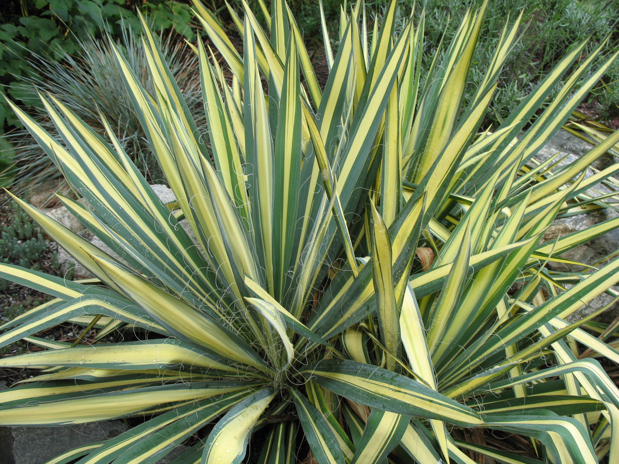 Yucca filamentosa 'Color Guard'  / Yucca filamentosa 'Color Guard' 