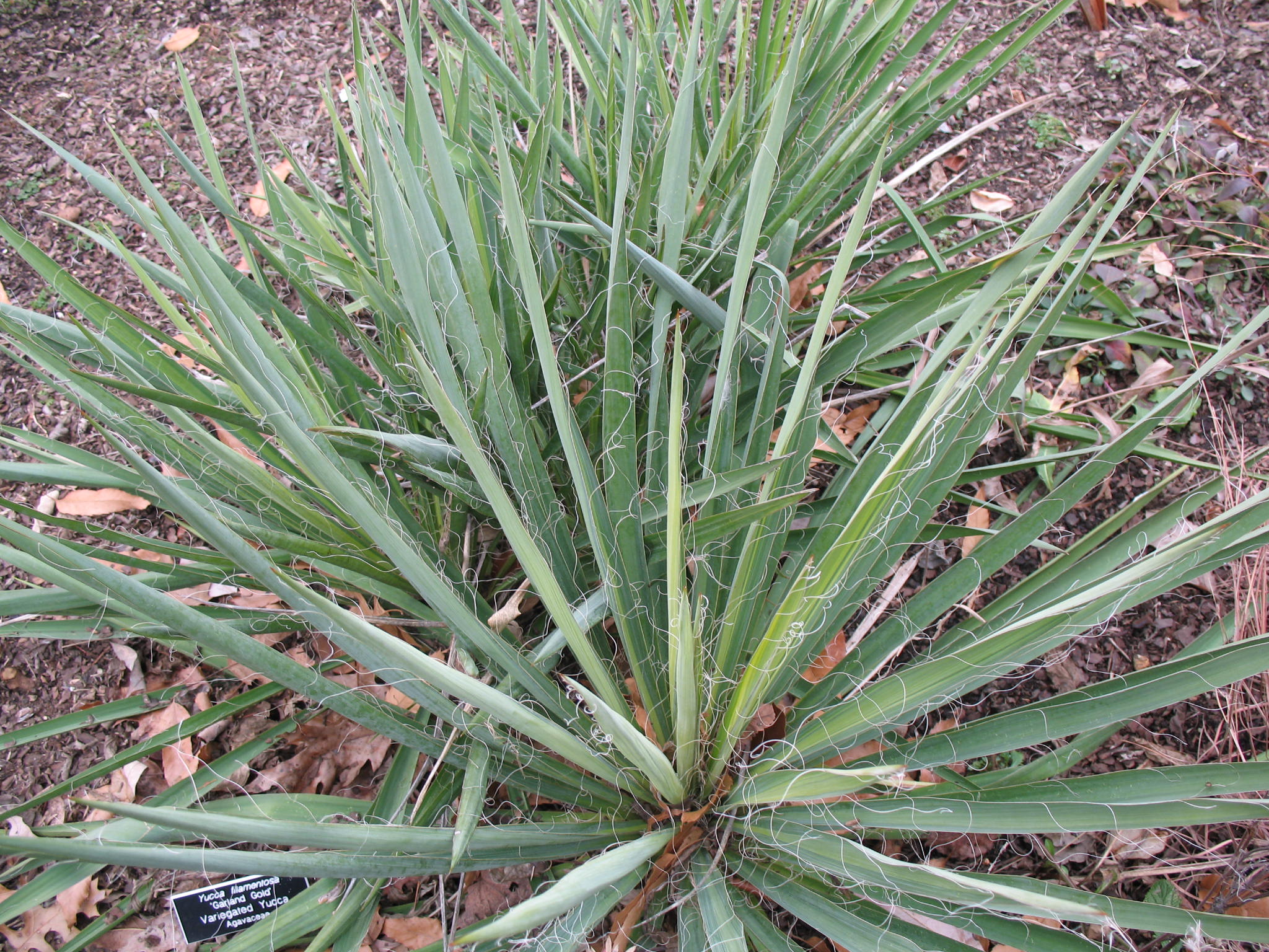 Yucca filamentosa 'Garland Gold'  / Yucca filamentosa 'Garland Gold' 