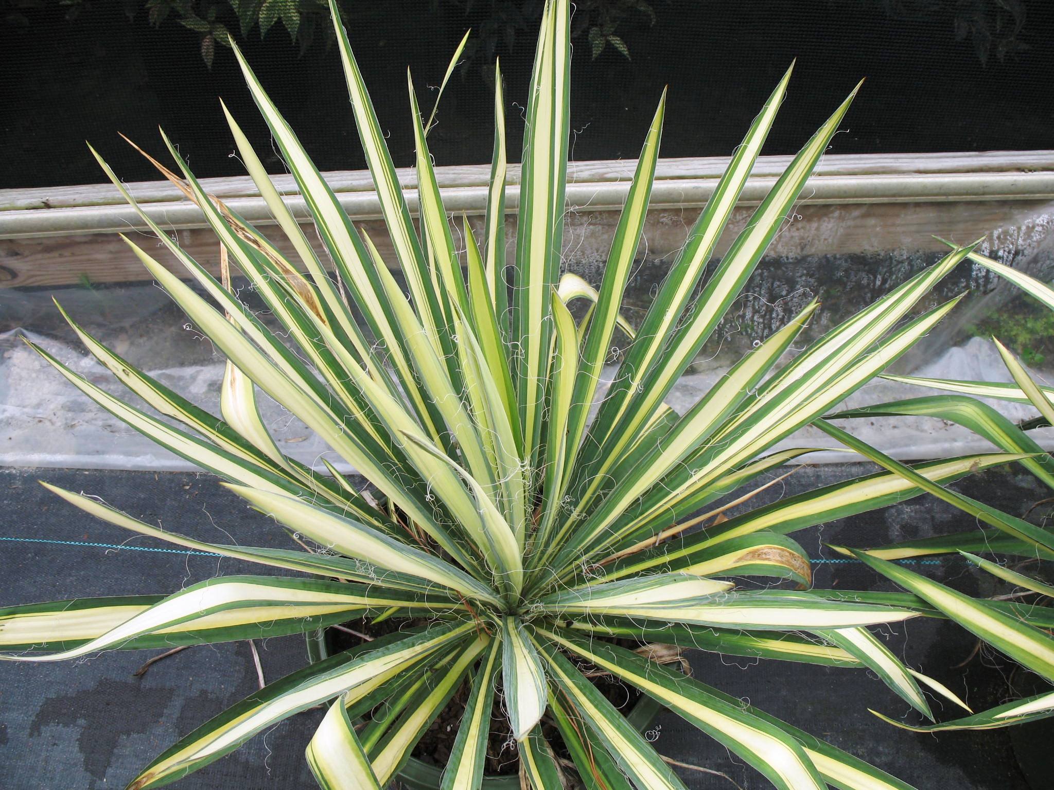 Yucca filamentosa 'Golden Sword' / Yucca filamentosa 'Golden Sword'