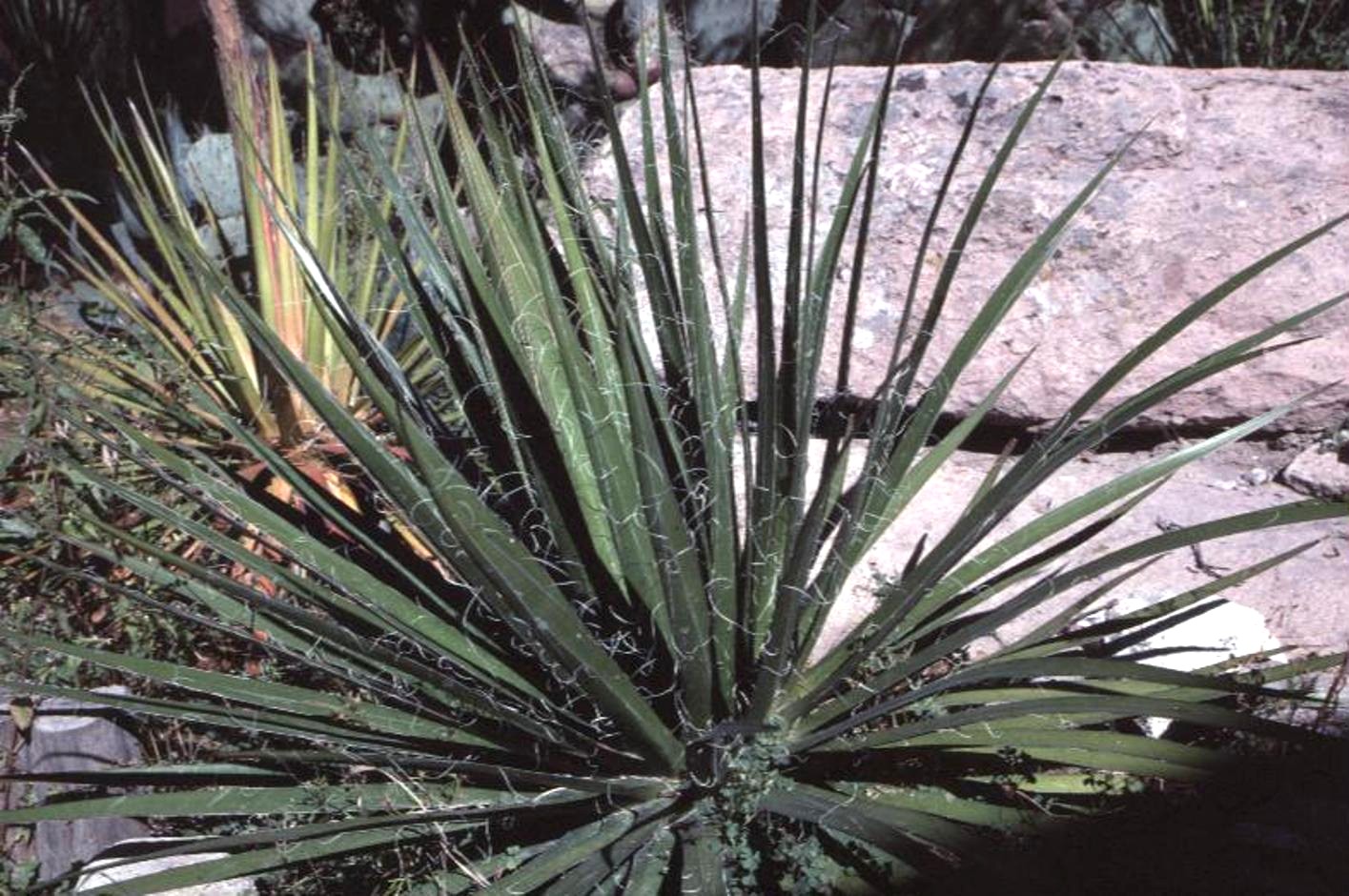 Yucca filamentosa / Adam's Needle