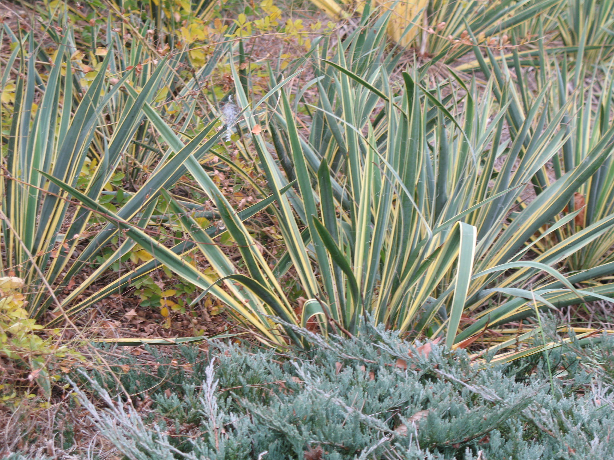 Yucca flaccida 'Bright Edge'  / Bright Eyes Yucca