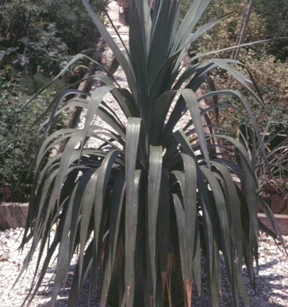 Yucca gloriosa 'Pendula'  / Yucca gloriosa 'Pendula' 