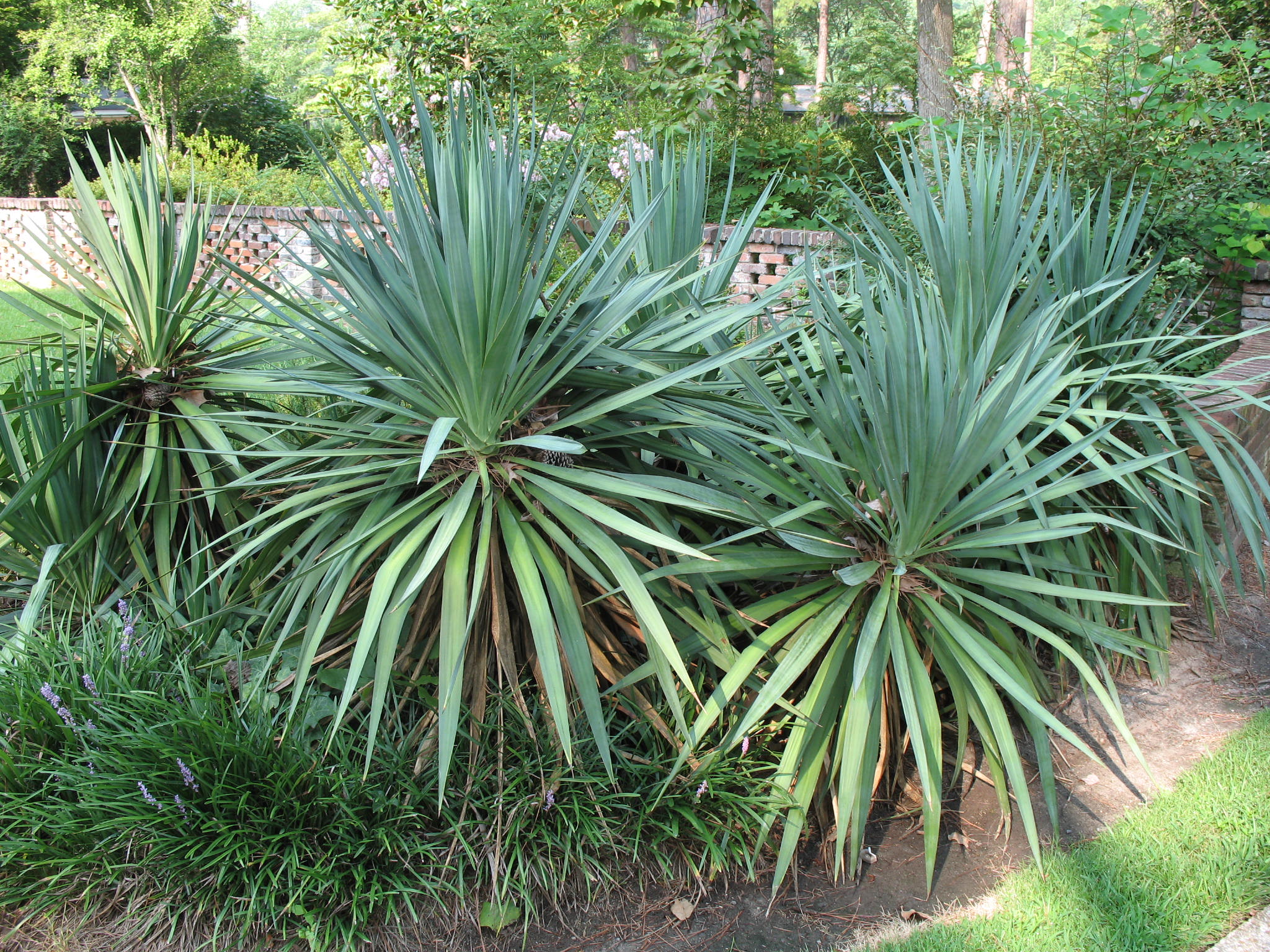 Yucca gloriosa / Yucca gloriosa