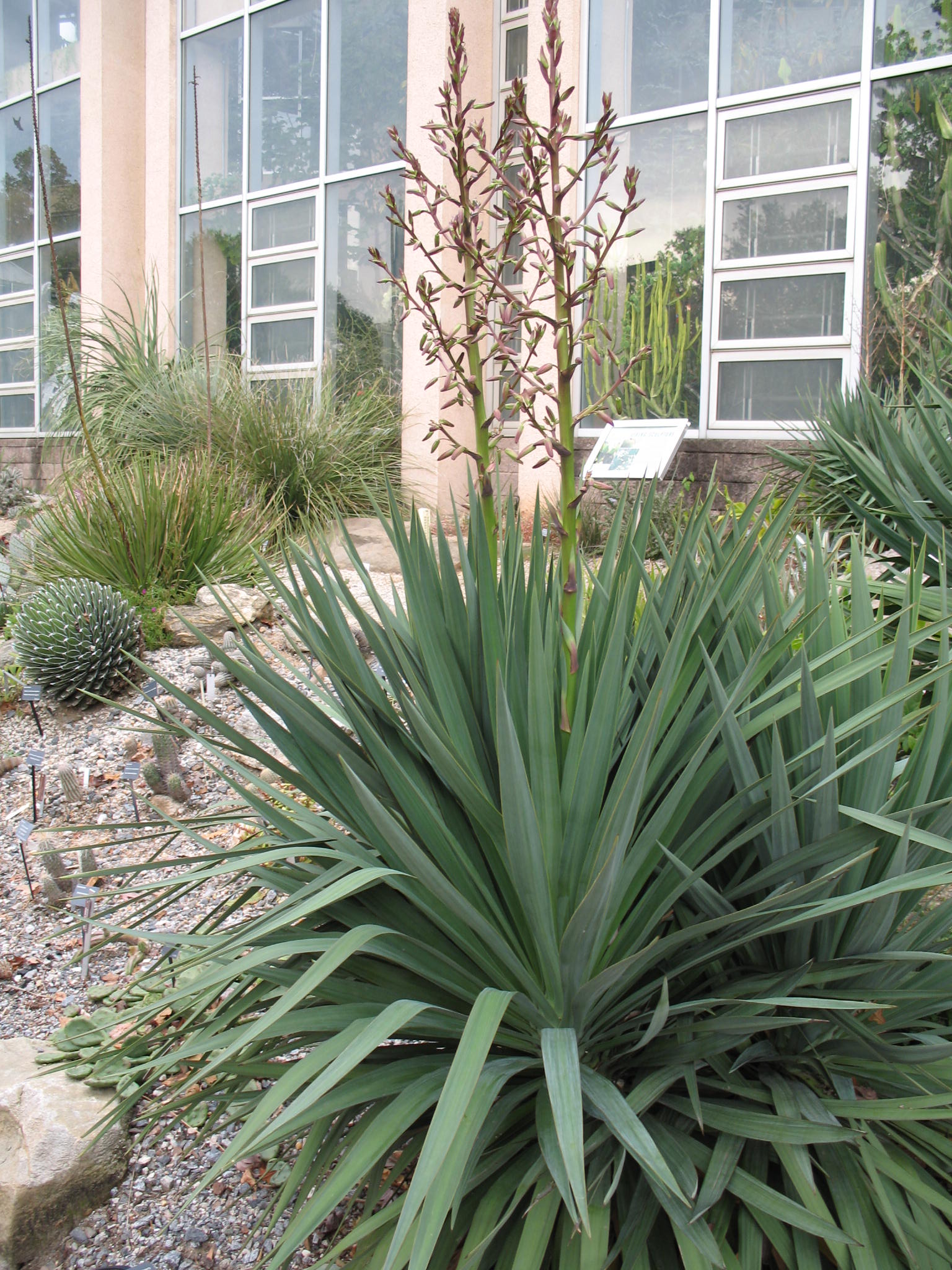 Yucca recurvifolia / Pendulous Yucca