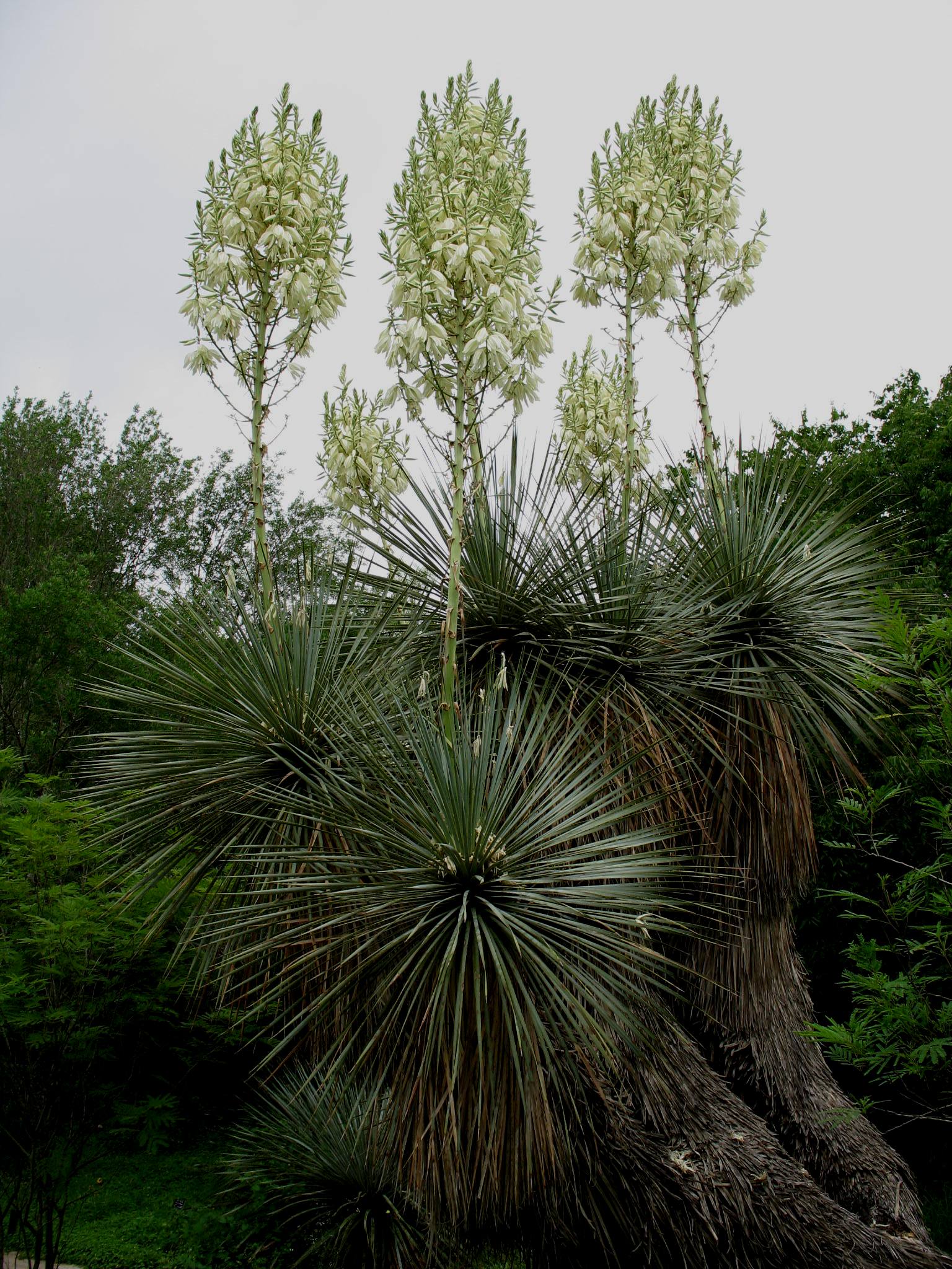 Yucca thompsoniana  / Thompson's Yucca