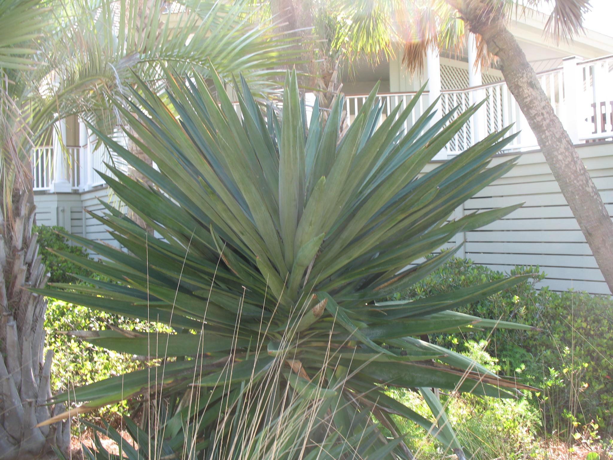 Yucca treculeana / Trecul Yucca