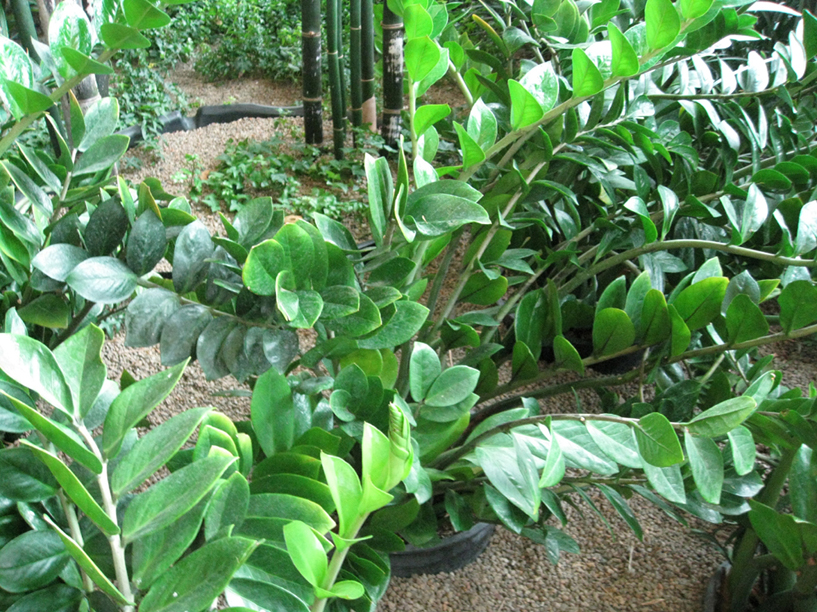 Zamioculcas zamiifolia / Zamioculcas zamiifolia