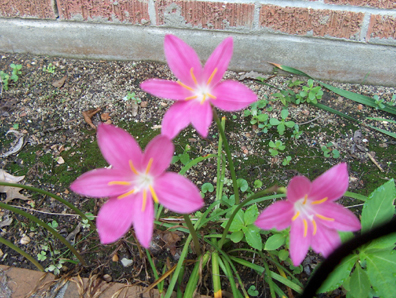 Zephyranthes macrosiphon / Zephyranthes macrosiphon