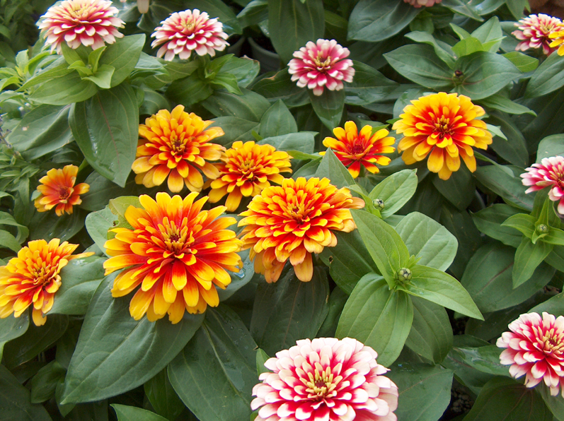 Zinnia elegans 'Swizzle Series' / Zinnia elegans 'Swizzle Series'